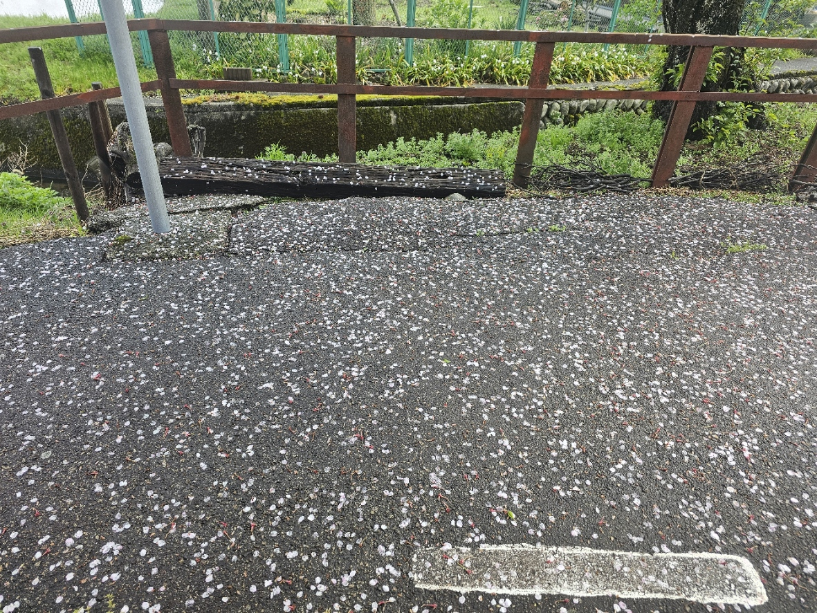 Sakura petals on wet road.