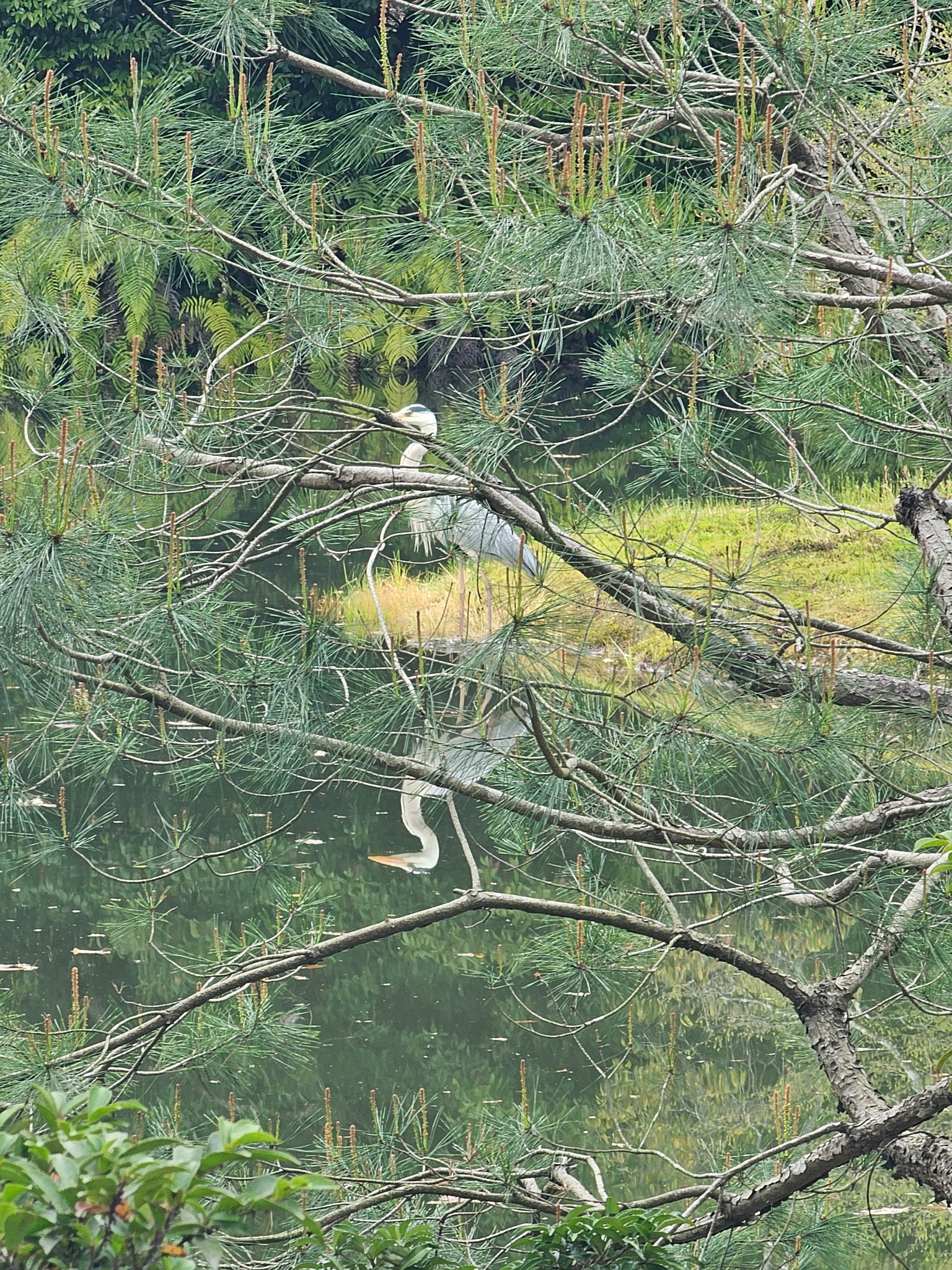 Egret in pines near Kinkakuji.
